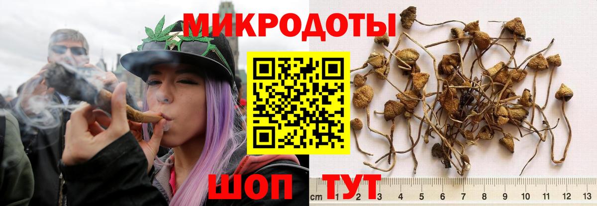 Карачаевск  Псилоцибиновые грибы Cubensis  Вход с VPN 